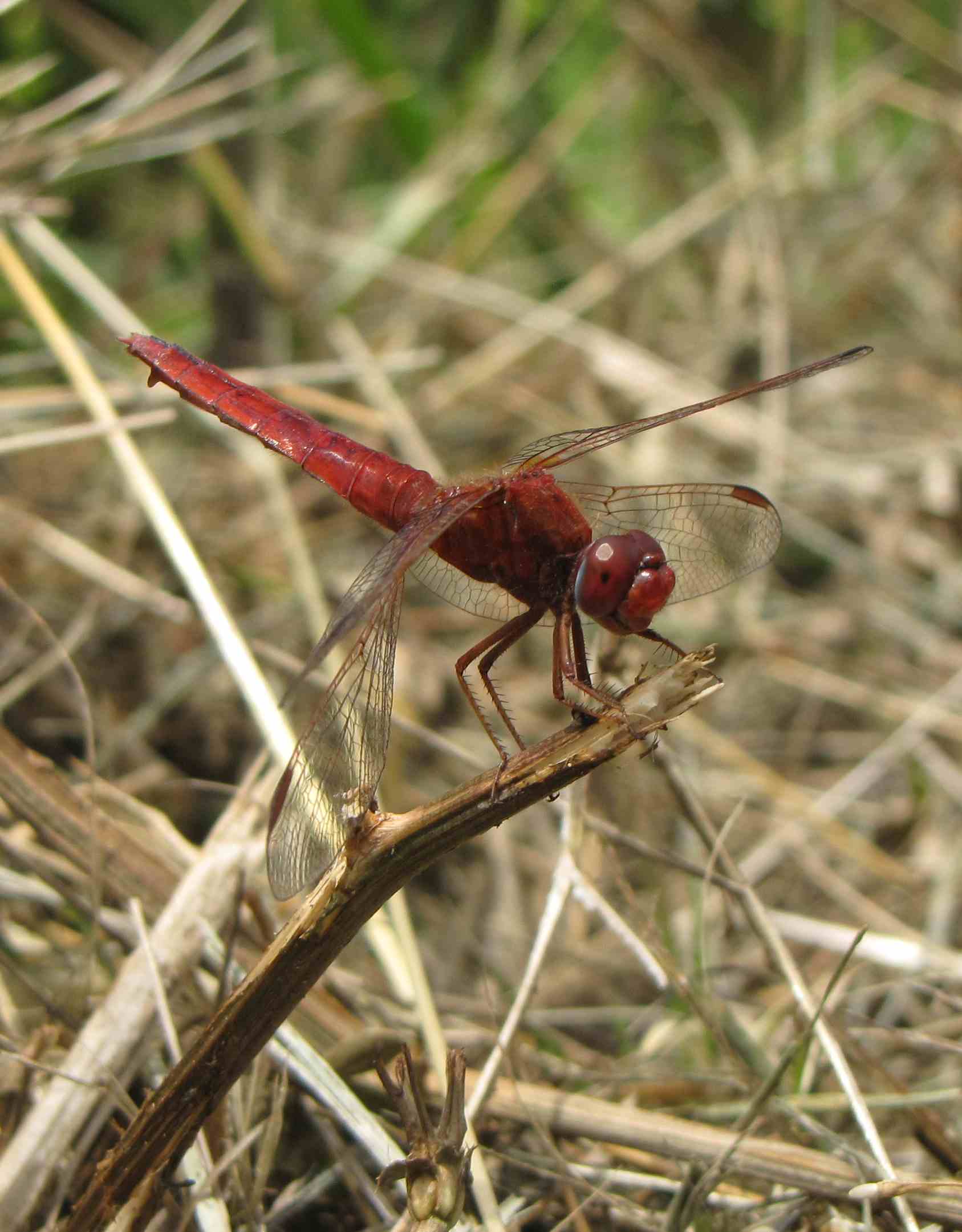 libellula ciociara: femmina rossa di Crocothemis!